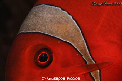 Nemo's Bandana by Giuseppe Piccioli 